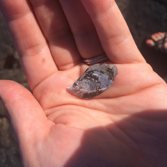 Isognomon
