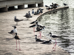 Himantopus mexicanus