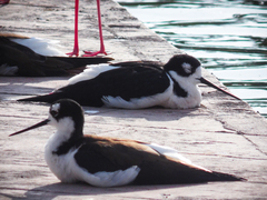 Himantopus mexicanus