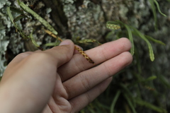 Lepisorus monilisorus, photograph Yu-Chang Chen, CC BY, iNaturalist via GBIF