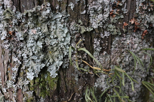 Lepisorus monilisorus