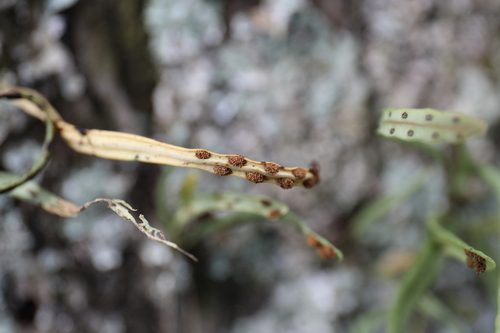 Lepisorus monilisorus, photograph 3