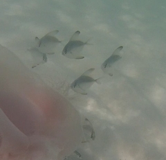 American Harvestfish photo 3