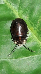 Antiteuchus tripterus