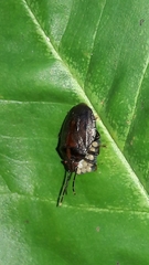 Antiteuchus tripterus