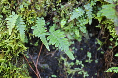 Goniophlebium amoenum
