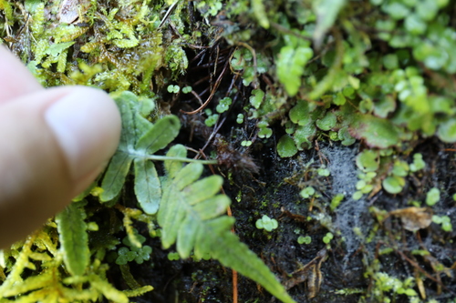Goniophlebium amoenum, photograph 2