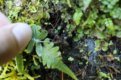 Goniophlebium amoenum, photograph Yu-Chang Chen, CC BY, iNaturalist via GBIF