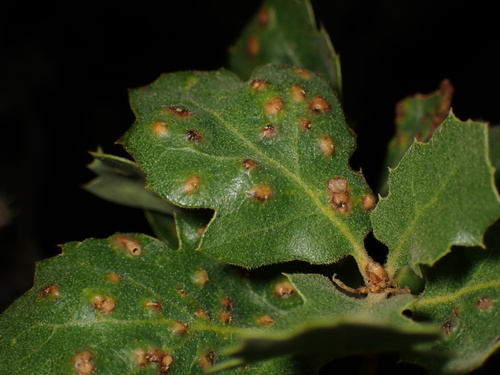 iNaturalist observation photo of Jumping Gall Wasp
