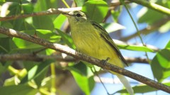 Phylloscartes ventralis