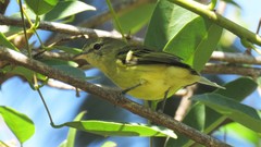 Phylloscartes ventralis