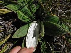 Celmisia verbascifolia