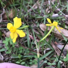 Narcissus jonquilla