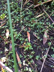 Ranunculus amphitrichus