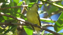 Phylloscartes ventralis