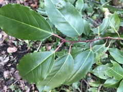 Prunus lusitanica