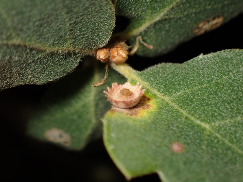 iNaturalist observation photo of Saucer Gall Wasp