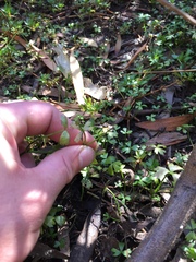 Ranunculus amphitrichus
