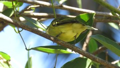 Phylloscartes ventralis