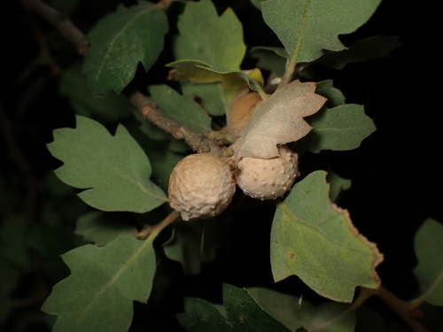 iNaturalist observation photo of Fuzzy Gall Wasp