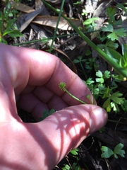 Ranunculus amphitrichus