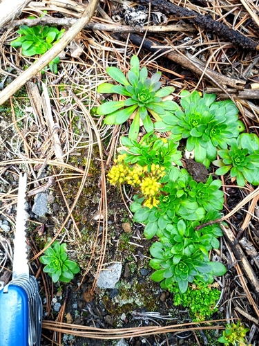 Draba jorullensis, photograph 1