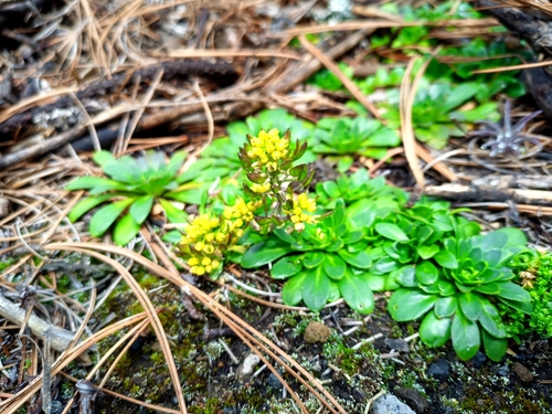 Draba jorullensis, photograph 2