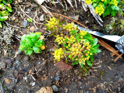 Draba jorullensis, photograph 3