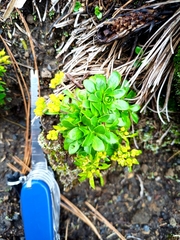 (c) nasua, some rights reserved (CC BY) Draba jorullensis, photograph (c) nasua, some rights reserved (CC BY)