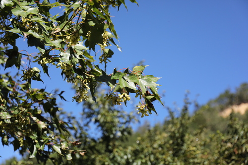 Acer serrulatum