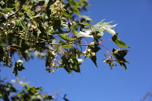 Acer serrulatum