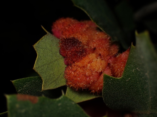 iNaturalist observation photo of Crystalline Gall Wasp