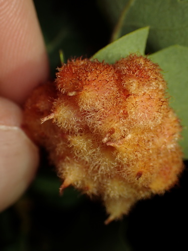 iNaturalist observation photo of Crystalline Gall Wasp