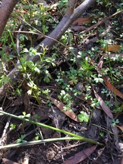 Ranunculus amphitrichus