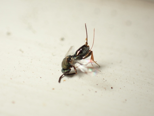 iNaturalist observation photo of Torymidae