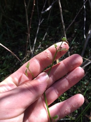 Ranunculus amphitrichus