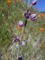 Streptanthus glandulosus glandulosus