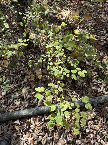 Image of Spiraea chamaedryfolia by (c) Tatyana Petrenko, some rights reserved (CC BY)