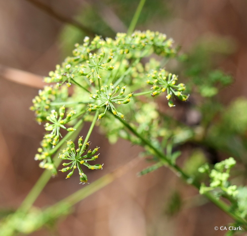 Petroselinum crispum observed 2023-09-18