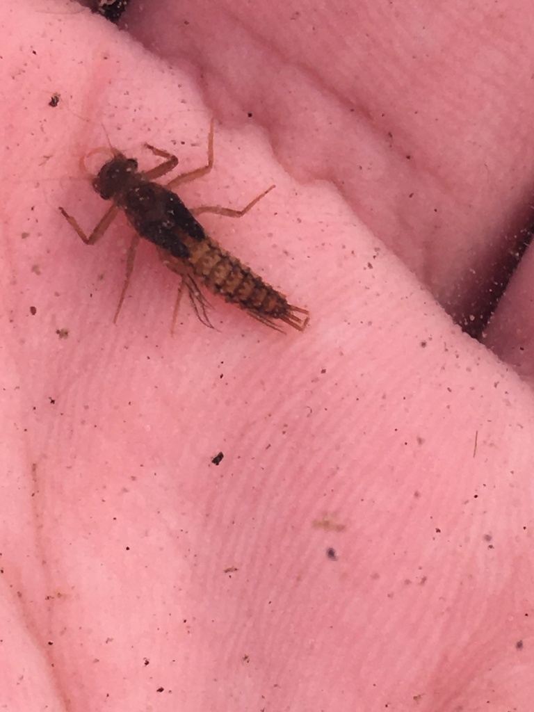 Paraleptophlebia bicornuta