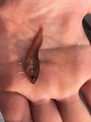 Pseudophycis breviuscula