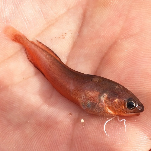 Bastard red cod (Pseudophycis breviuscula) — Moridae — 2