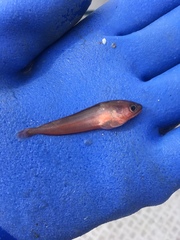 Pseudophycis breviuscula