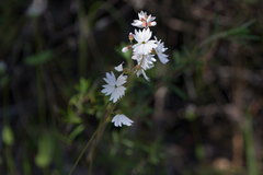 Lithophragma heterophyllum
