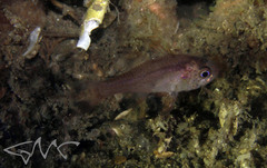 Vincentia novaehollandiae