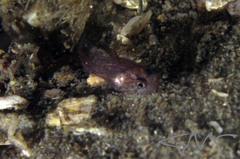 Vincentia novaehollandiae