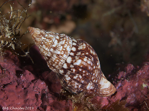 Euthria cornea (Linnaeus, 1758)