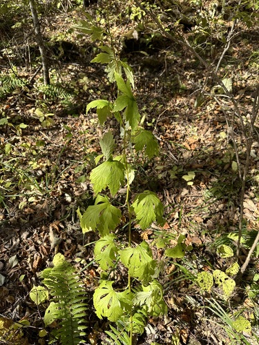 Wide-leaf monkshood (Aconitum sczukinii)