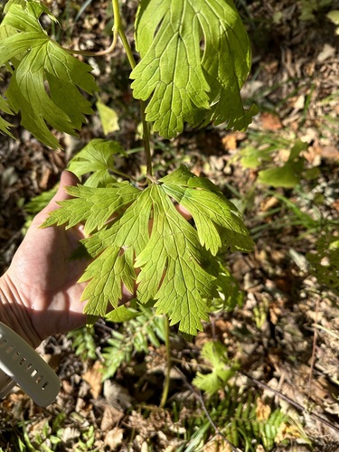 Image of Aconitum sczukinii by (c) Tatyana Petrenko, some rights reserved (CC BY)