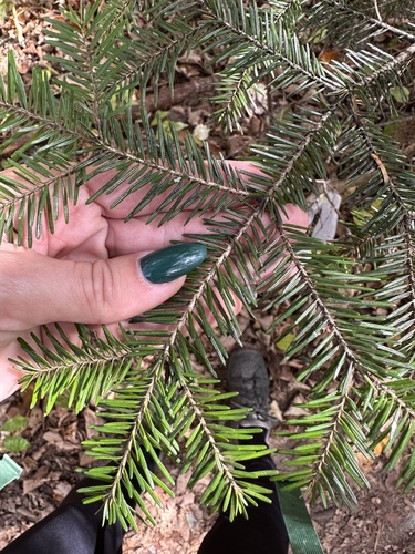 Image of Abies nephrolepis by (c) Tatyana Petrenko, some rights reserved (CC BY)